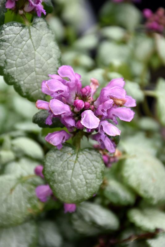 Lamium Maculatum Red Nancy - View 4 from www redcrocus com