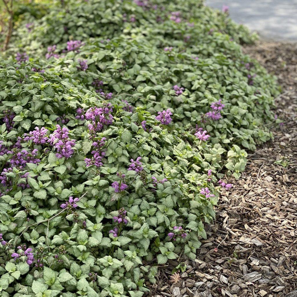 Lamium Maculatum Red Nancy - View 5 from www redcrocus com