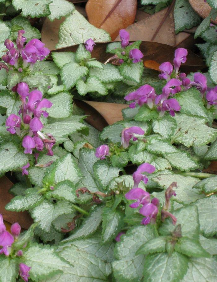 Lamium Maculatum Red Nancy - View 6 from www redcrocus com
