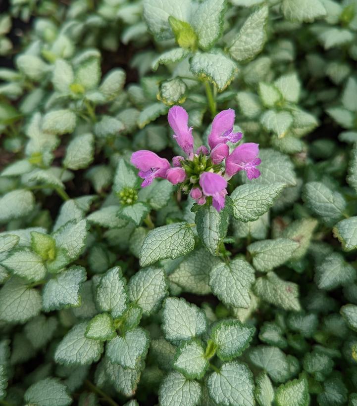Lamium Maculatum Red Nancy - View 7 from www redcrocus com