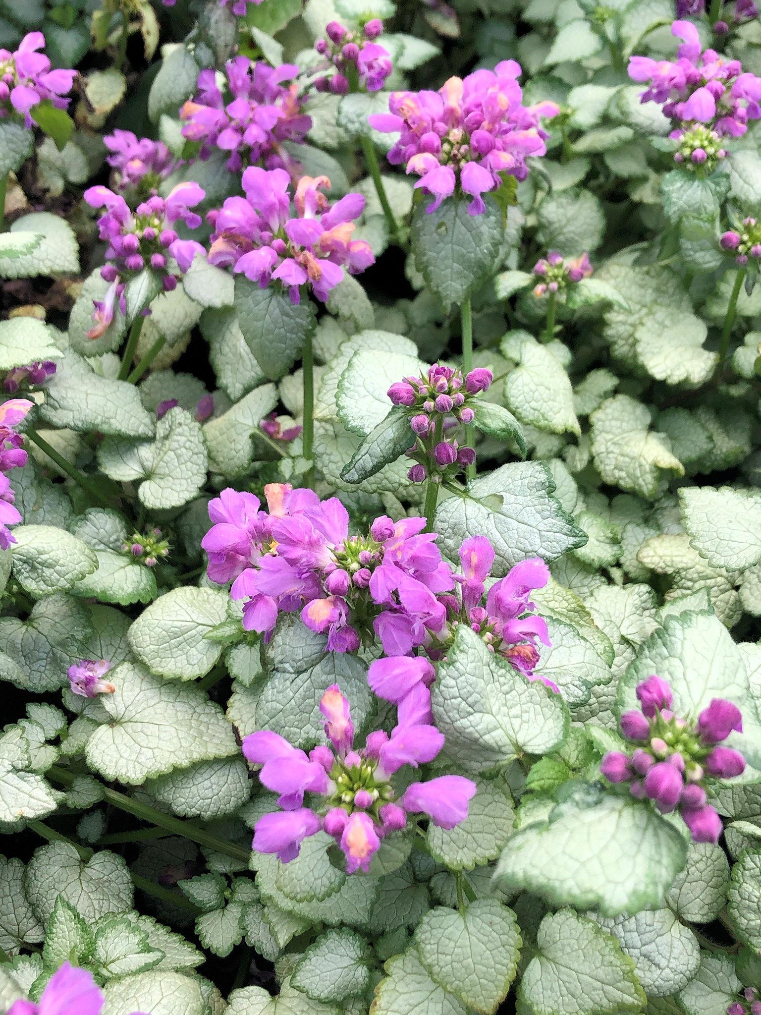Lamium Maculatum Red Nancy - View 8 from www redcrocus com