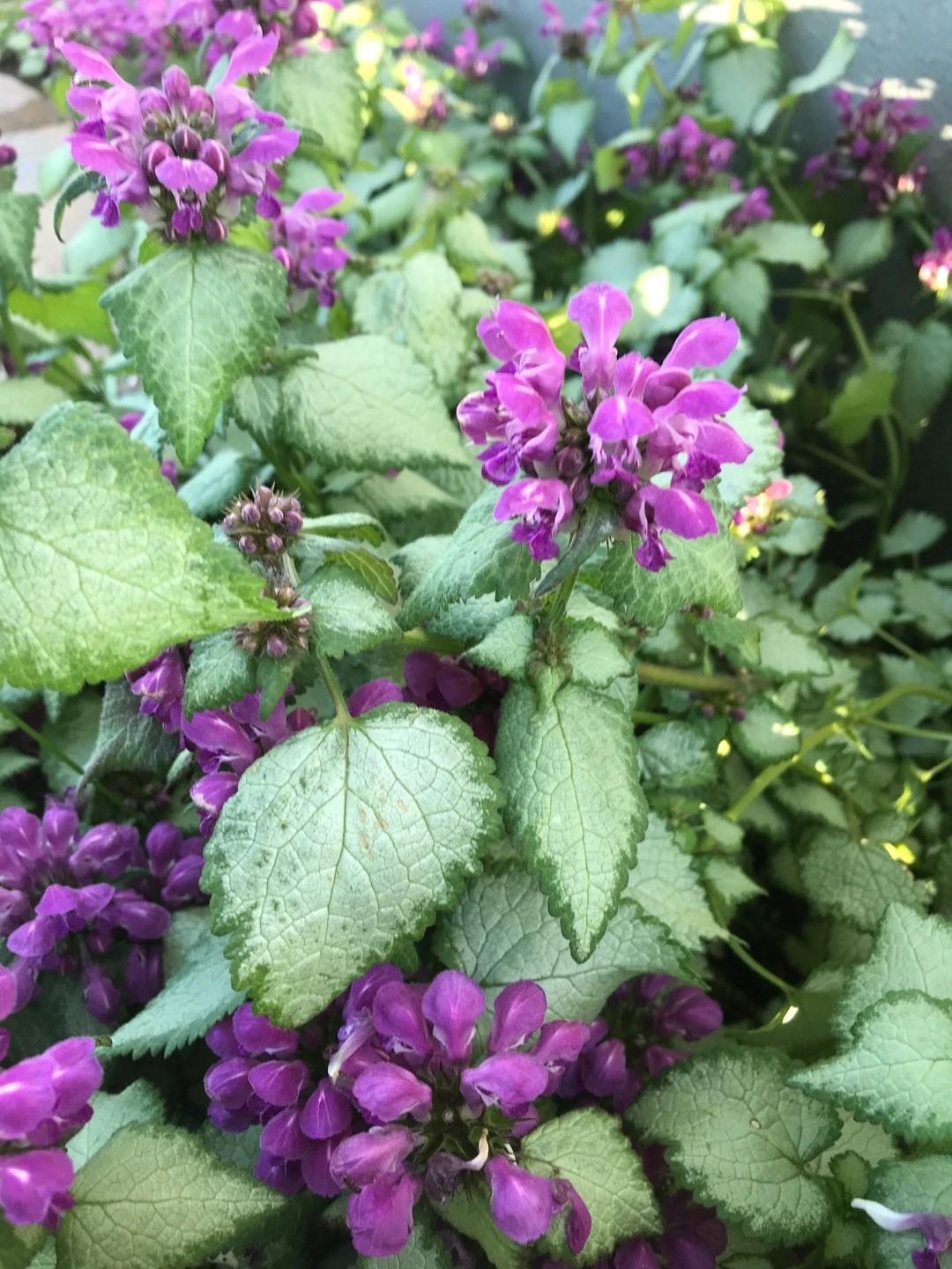 Lamium Maculatum Red Nancy - View 9 from www redcrocus com