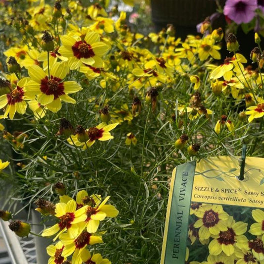 Coreopsis Verticillata Sassy Saffron - View 10 from www redcrocus com