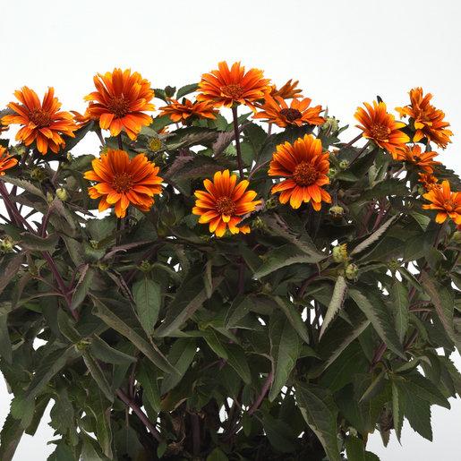 Heliopsis Helianthoides Summer Eclipse - View 1 from www redcrocus com