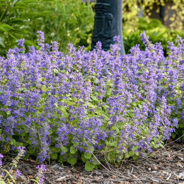 Nepeta Chartreuse On The Loose - View 10 from www redcrocus com