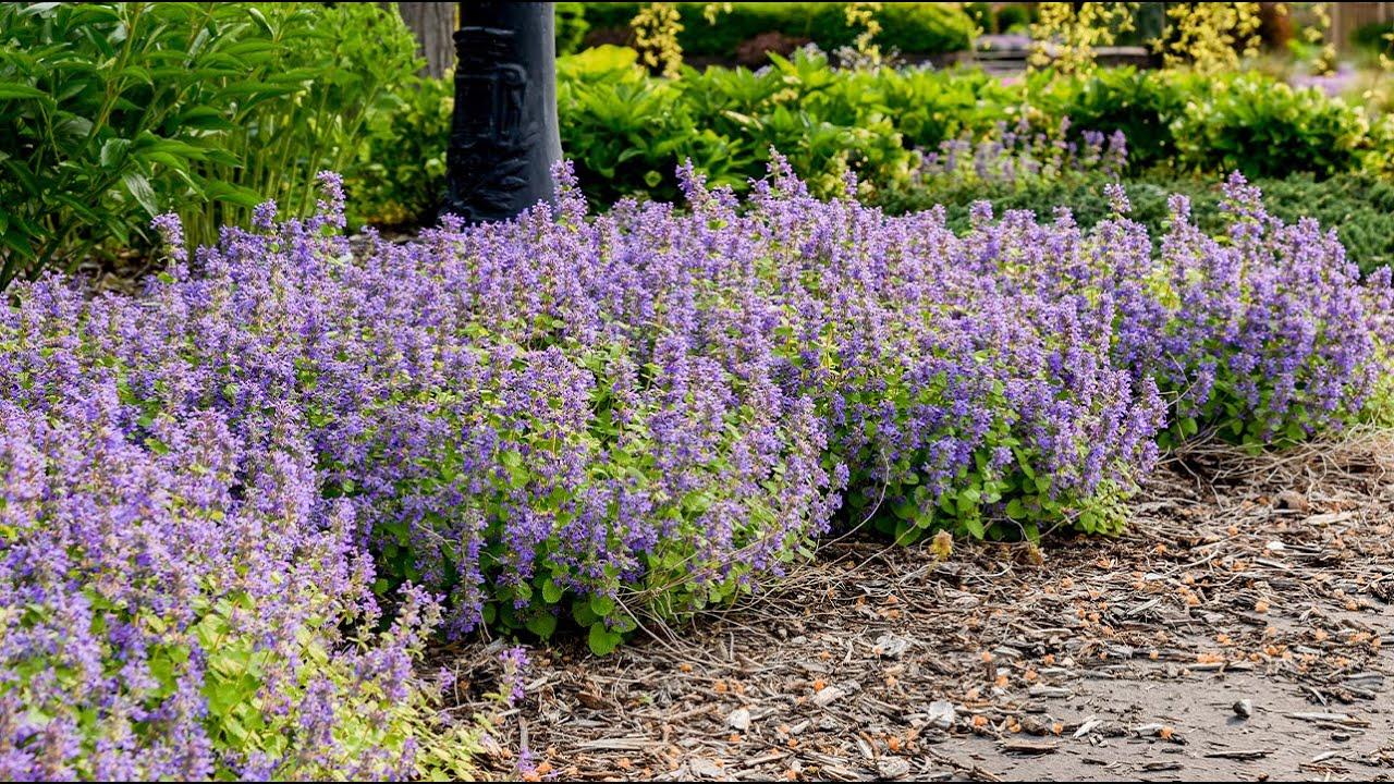 Nepeta Chartreuse On The Loose - View 14 from www redcrocus com