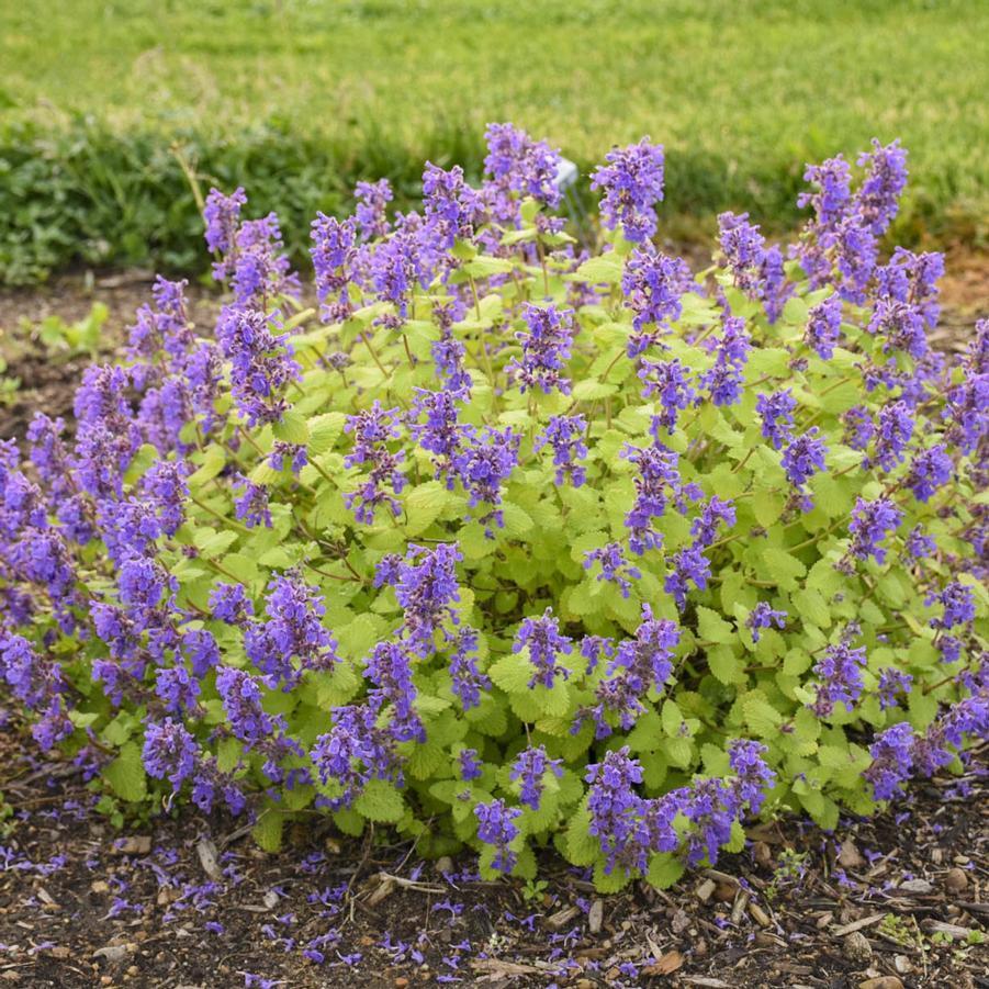 Nepeta Chartreuse On The Loose - View 16 from www redcrocus com