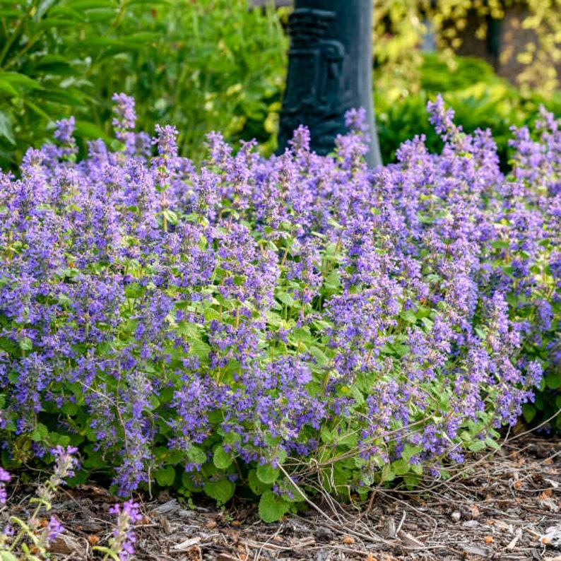 Nepeta Chartreuse On The Loose - View 18 from www redcrocus com