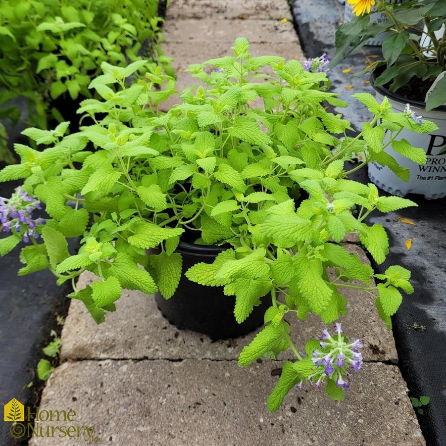 Nepeta Chartreuse On The Loose - View 19 from www redcrocus com
