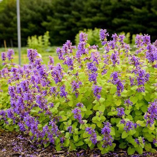 Nepeta Chartreuse On The Loose - View 2 from www redcrocus com