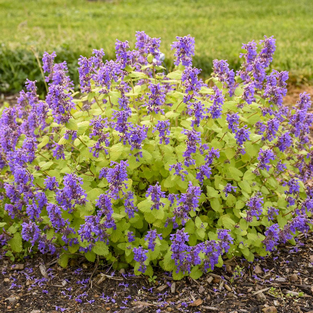 Nepeta Chartreuse On The Loose - View 3 from www redcrocus com