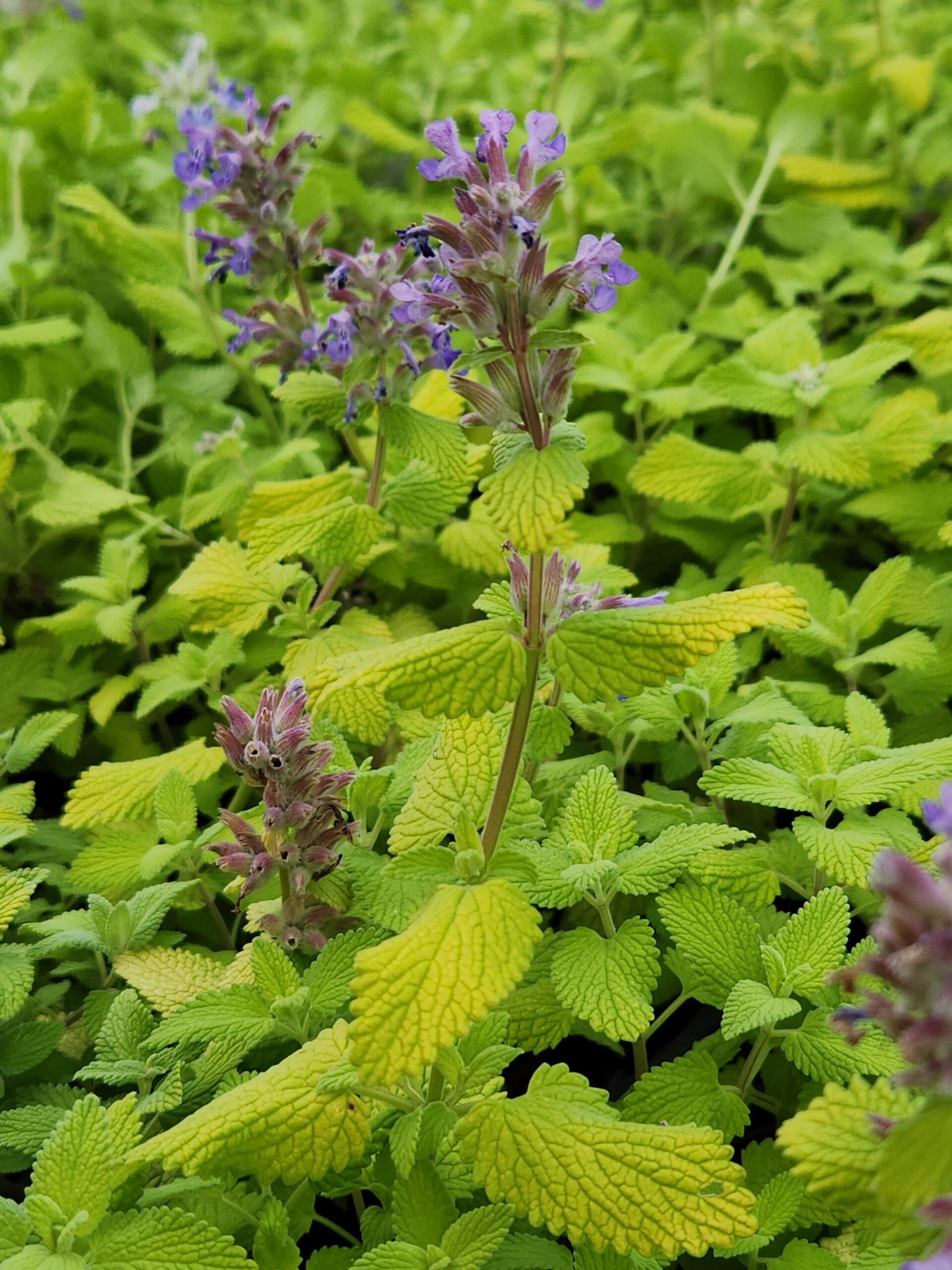 Nepeta Chartreuse On The Loose - View 5 from www redcrocus com