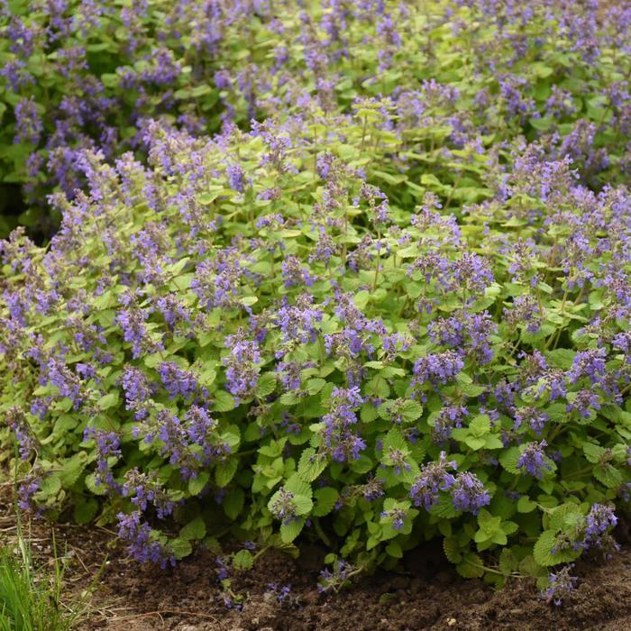 Nepeta Chartreuse On The Loose - View 6 from www redcrocus com