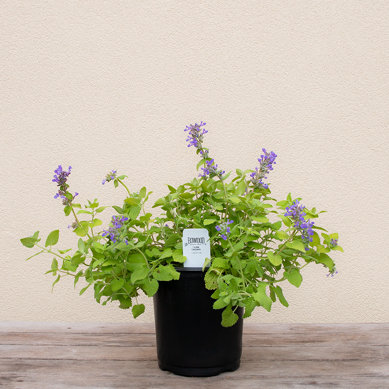 Nepeta 'chartreuse On The Loose' - View 11 from www redcrocus com