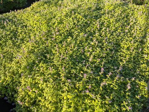 Nepeta 'chartreuse On The Loose' - View 14 from www redcrocus com