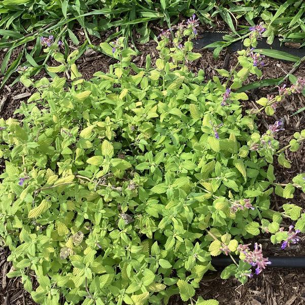Nepeta 'chartreuse On The Loose' - View 16 from www redcrocus com