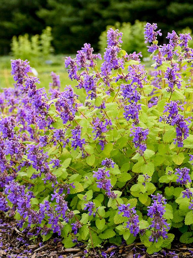 Nepeta 'chartreuse On The Loose' - View 1 from www redcrocus com
