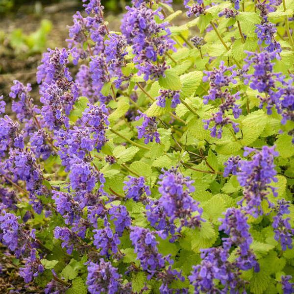 Nepeta 'chartreuse On The Loose' - View 3 from www redcrocus com