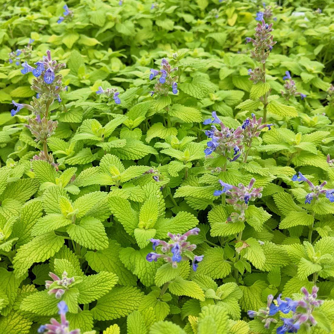 Nepeta 'chartreuse On The Loose' - View 4 from www redcrocus com