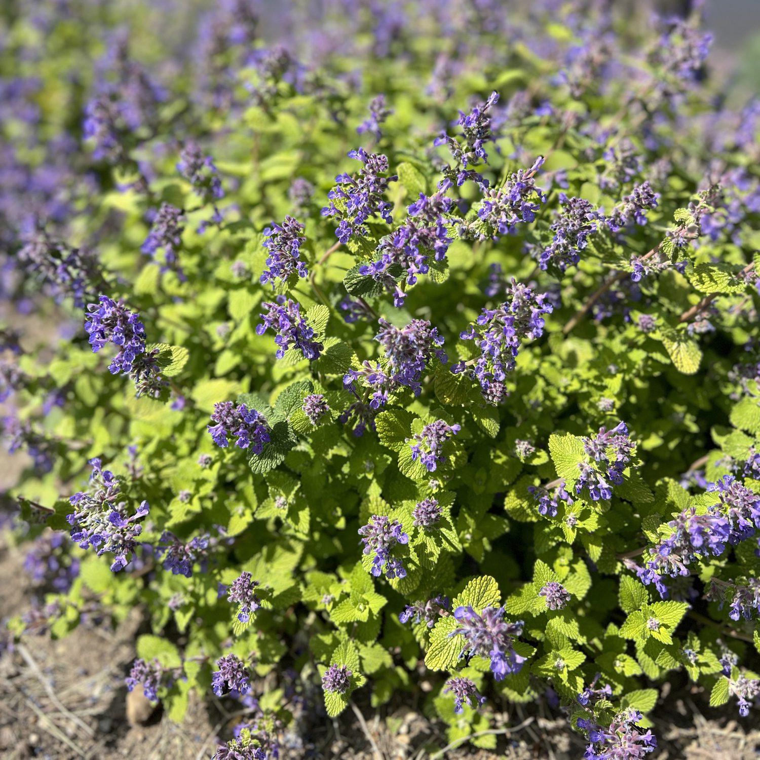 Nepeta 'chartreuse On The Loose' - View 5 from www redcrocus com
