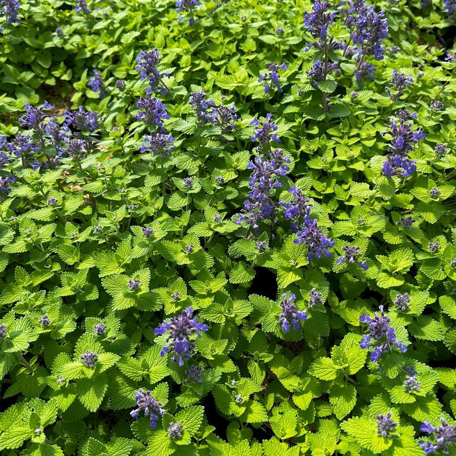 Nepeta 'chartreuse On The Loose' - View 8 from www redcrocus com
