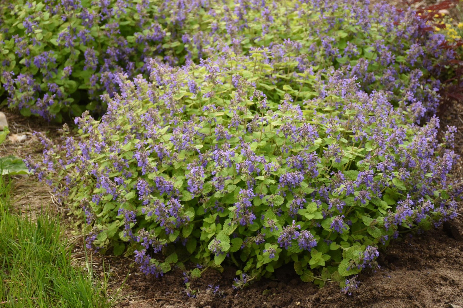 Nepeta 'chartreuse On The Loose' - View 9 from www redcrocus com
