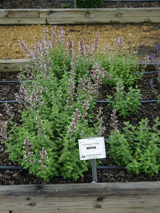Nepeta X Faassenii Whispurr Pink - View 10 from www redcrocus com