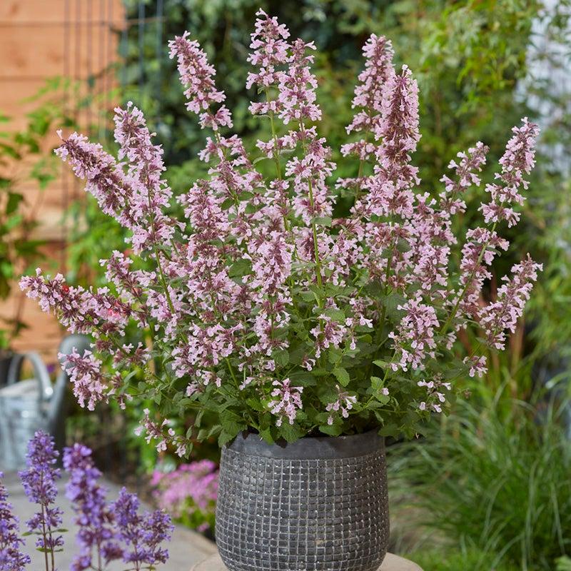 Nepeta X Faassenii Whispurr Pink - View 11 from www redcrocus com