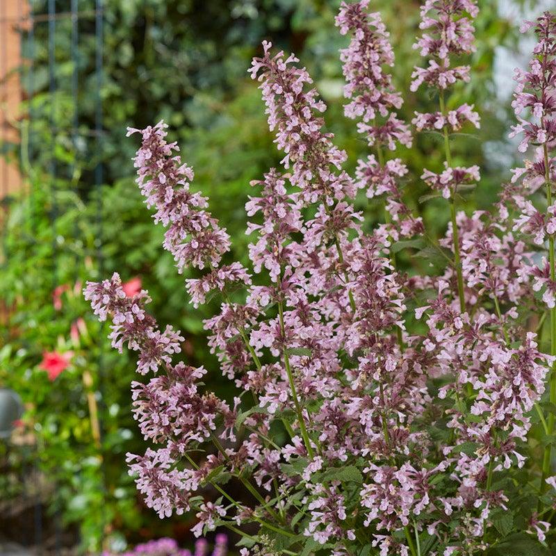 Nepeta X Faassenii Whispurr Pink - View 12 from www redcrocus com