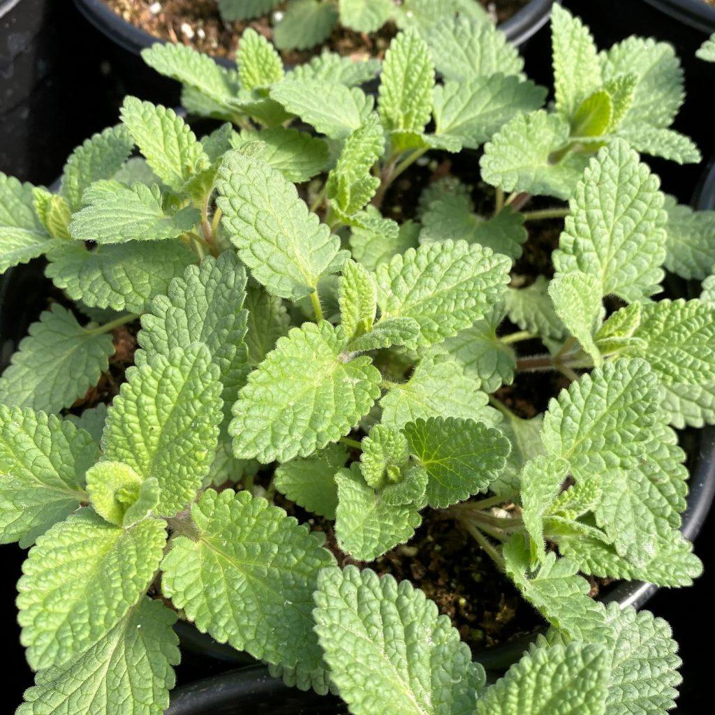 Nepeta X Faassenii Whispurr Pink - View 14 from www redcrocus com