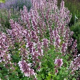 Nepeta X Faassenii Whispurr Pink - View 15 from www redcrocus com