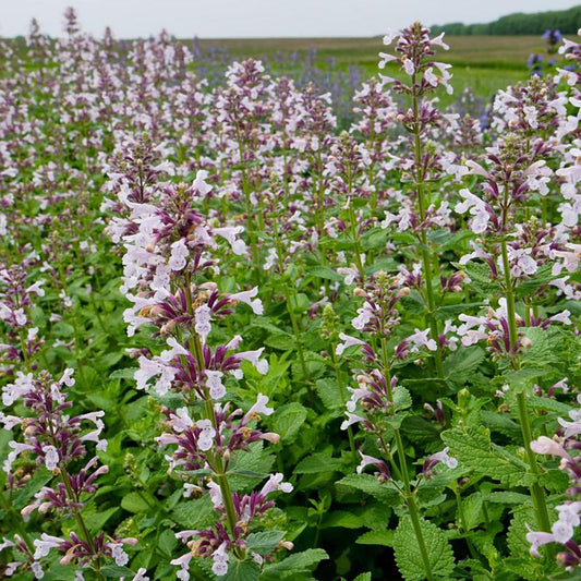 Nepeta X Faassenii Whispurr Pink - View 1 from www redcrocus com