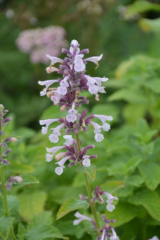 Nepeta X Faassenii Whispurr Pink - View 5 from www redcrocus com