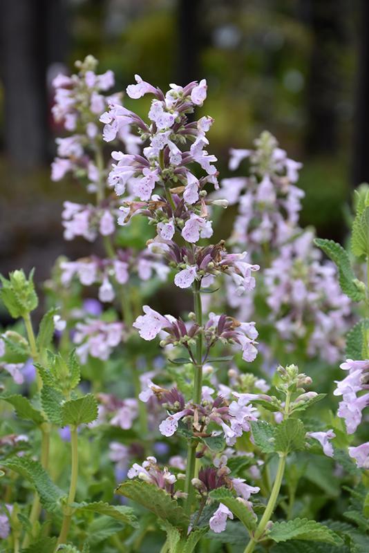 Nepeta X Faassenii Whispurr Pink - View 6 from www redcrocus com