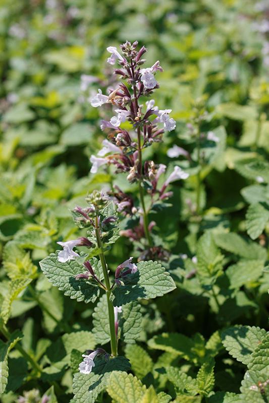 Nepeta X Faassenii Whispurr Pink - View 7 from www redcrocus com