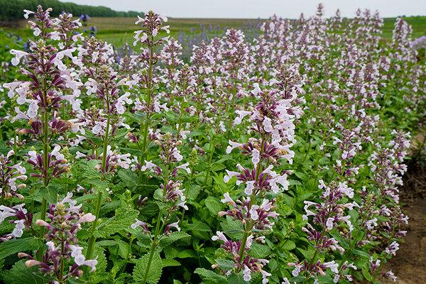 Nepeta X Faassenii Whispurr Pink - View 8 from www redcrocus com