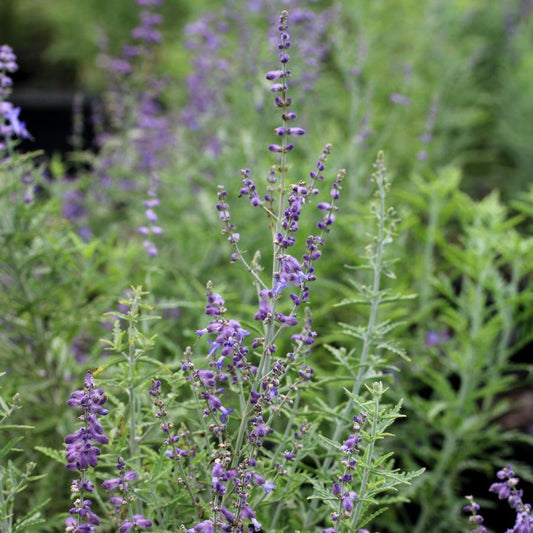 Perovskia Atriplicifolia Blue Jean Baby - View 10 from www redcrocus com