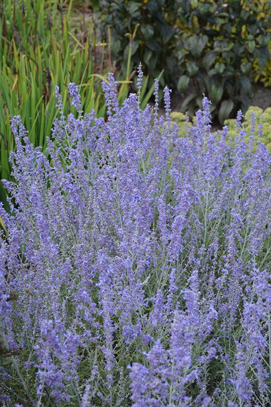 Perovskia Atriplicifolia Blue Jean Baby - View 15 from www redcrocus com
