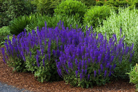 Salvia Nemorosa Noble Knight - View 10 from www redcrocus com