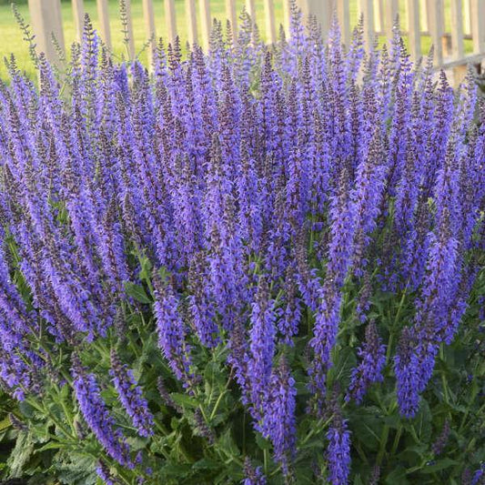 Salvia Nemorosa Noble Knight - View 11 from www redcrocus com