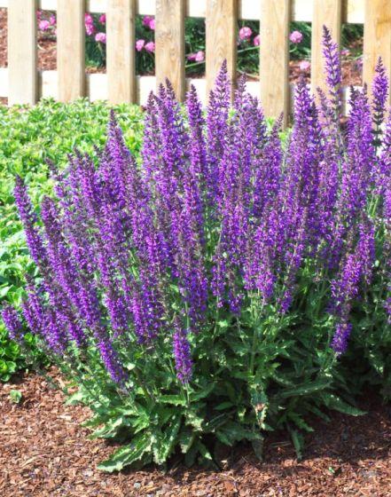 Salvia Nemorosa Noble Knight - View 12 from www redcrocus com