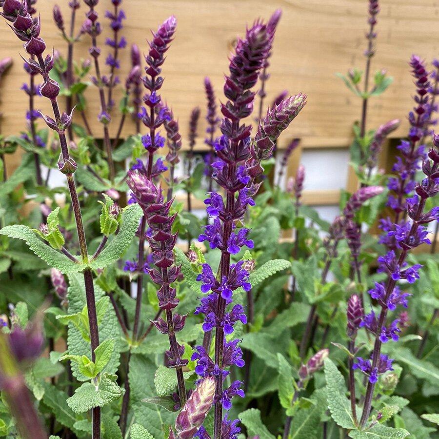 Salvia Nemorosa Noble Knight - View 13 from www redcrocus com