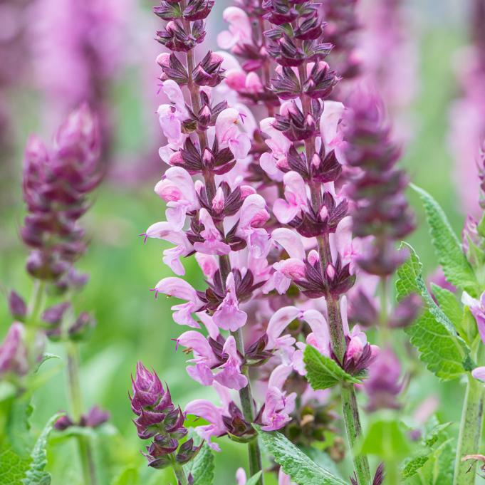 Salvia Nemorosa Noble Knight - View 14 from www redcrocus com
