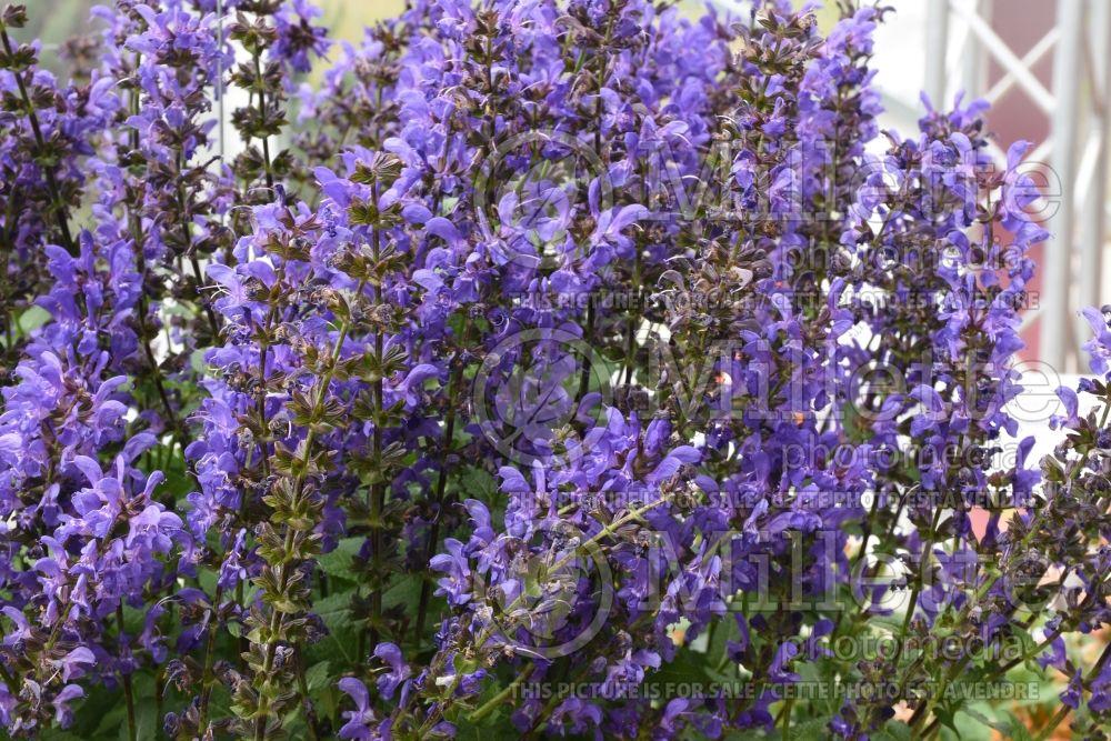 Salvia Nemorosa Noble Knight - View 1 from www redcrocus com