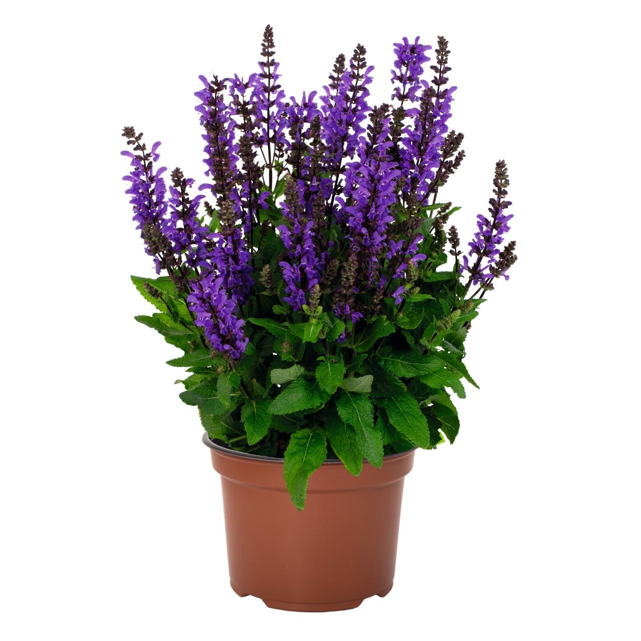 Salvia Nemorosa Noble Knight - View 2 from www redcrocus com