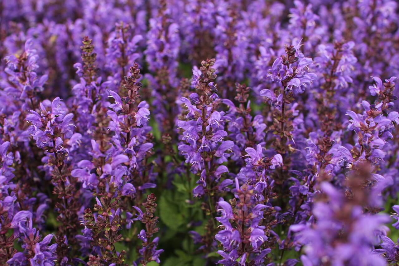Salvia Nemorosa Noble Knight - View 4 from www redcrocus com