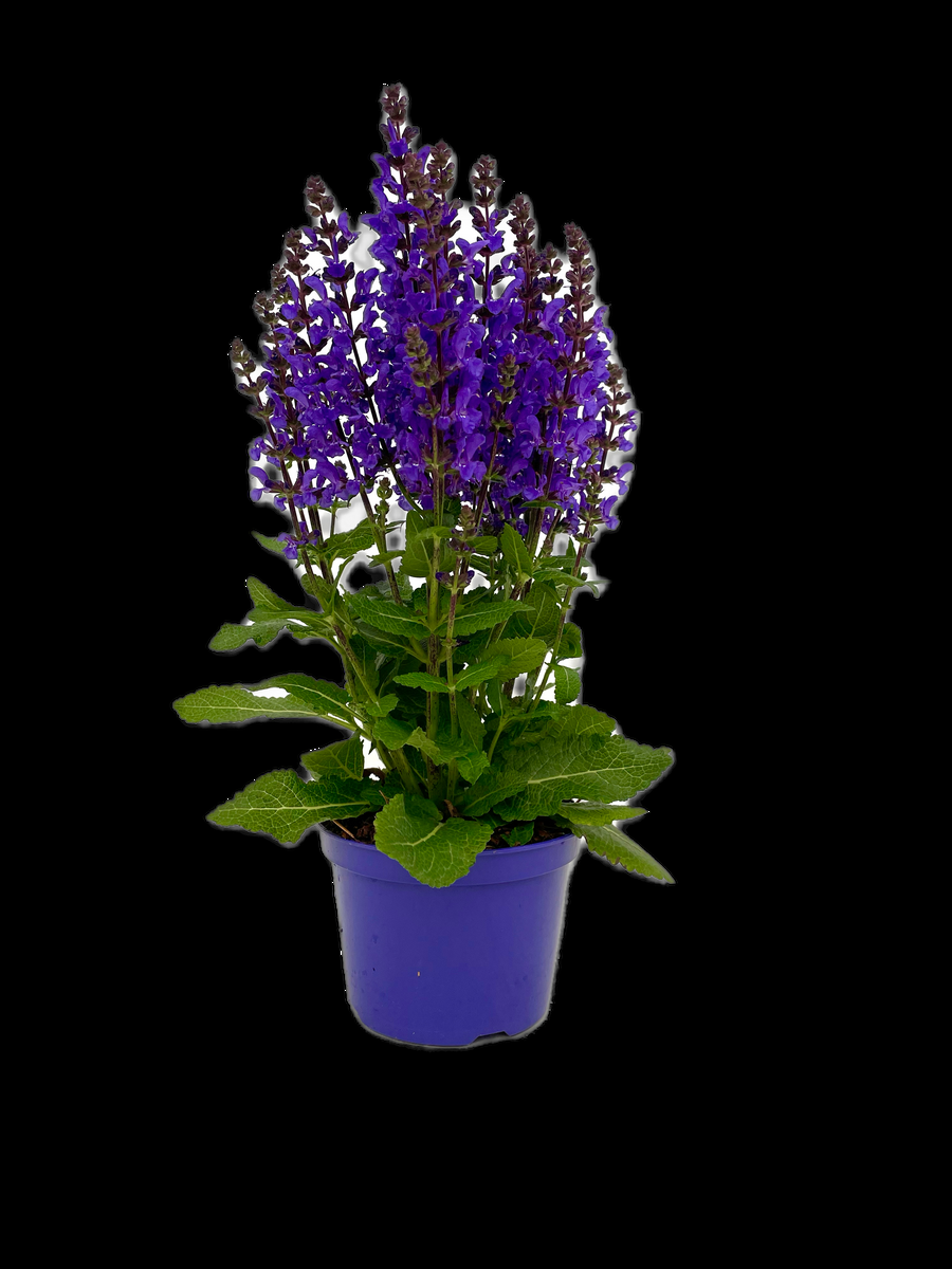 Salvia Nemorosa Noble Knight - View 5 from www redcrocus com