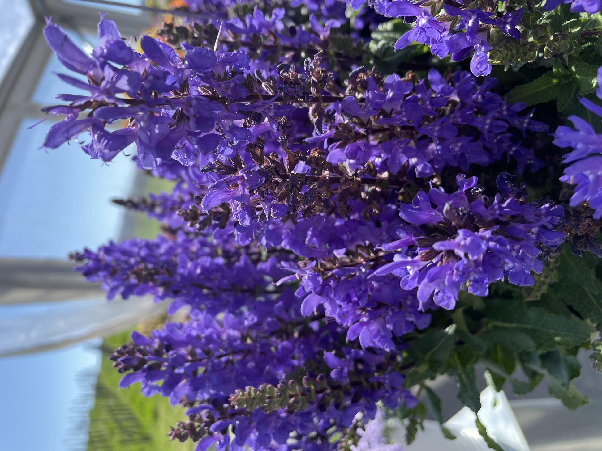 Salvia Nemorosa Noble Knight - View 7 from www redcrocus com