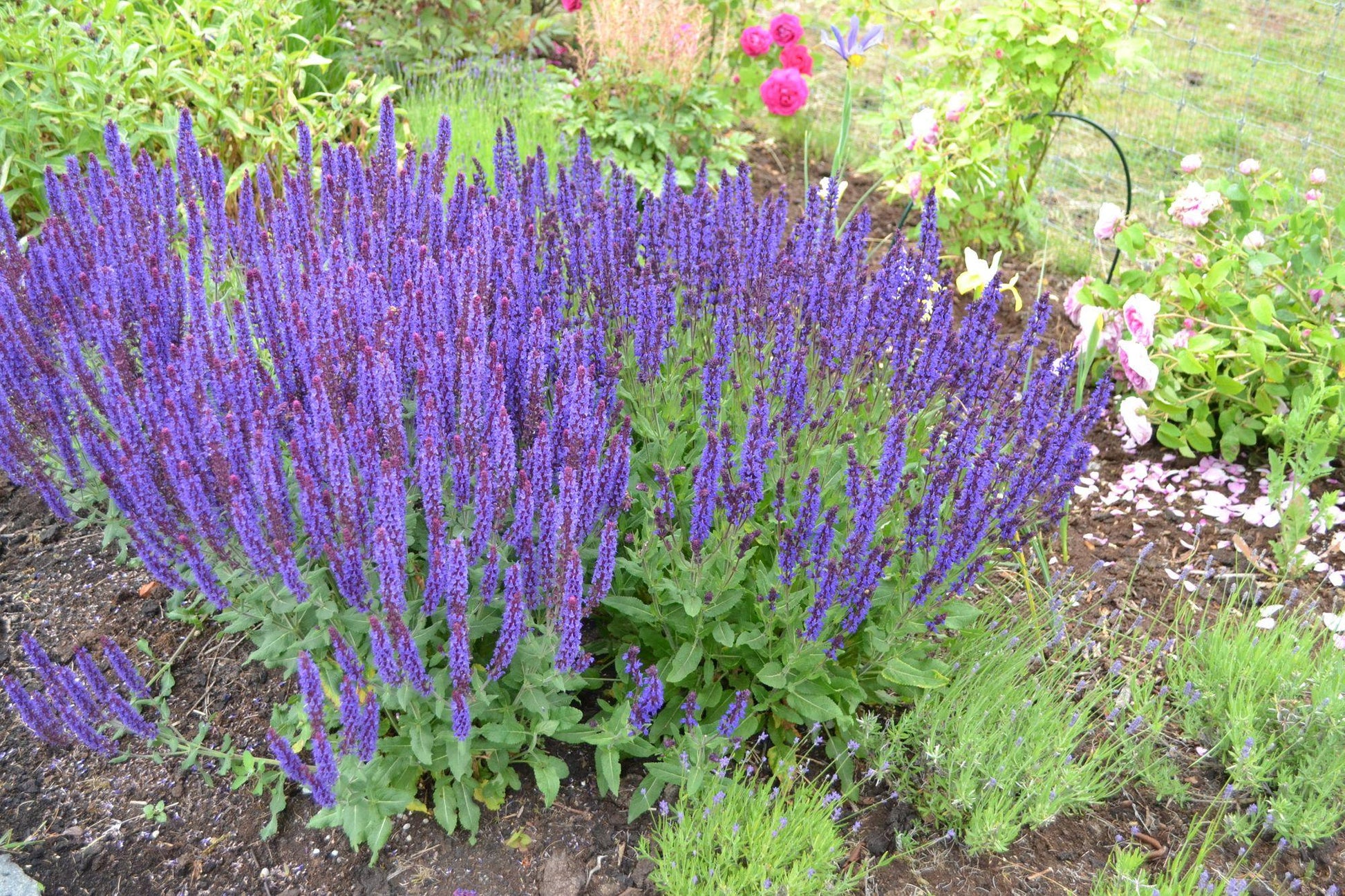 Salvia Nemorosa Noble Knight - View 8 from www redcrocus com