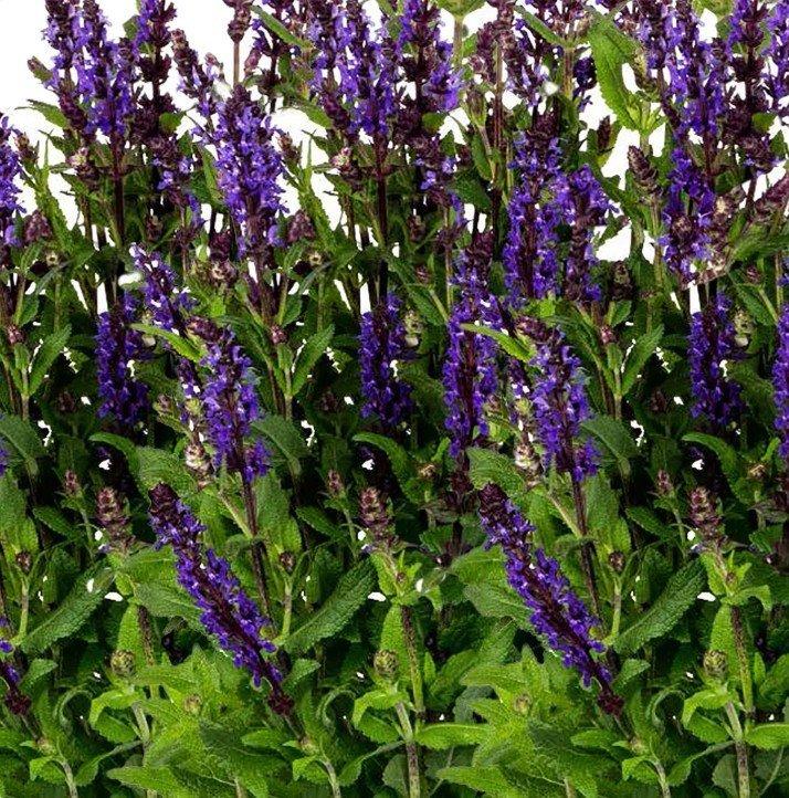 Salvia Nemorosa Noble Knight - View 9 from www redcrocus com